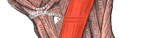 Sternocleidomastoideus: Anatomie und Funktion